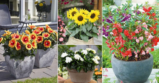 7 Rainy Season Flowers That'll Shower Your Garden With Colors