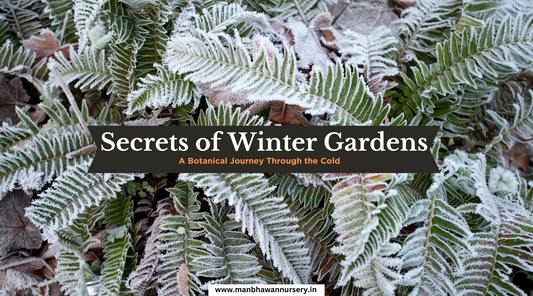 Secrets of Winter Gardens: A Botanical Journey Through the Cold