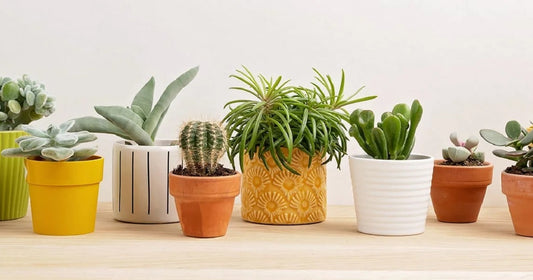 7 Benefits Of Using Ceramic Pots For Plants