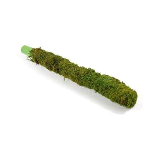 Moss Stick Money Plant