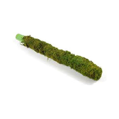 Moss Stick Money Plant