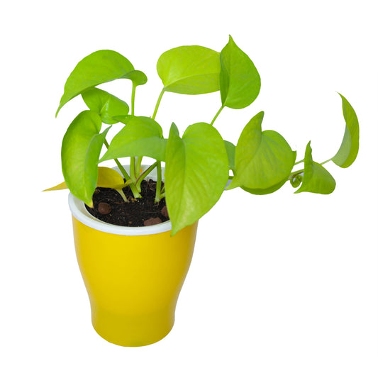 Money Plant Golden Gift in CONE Self Watering Pot