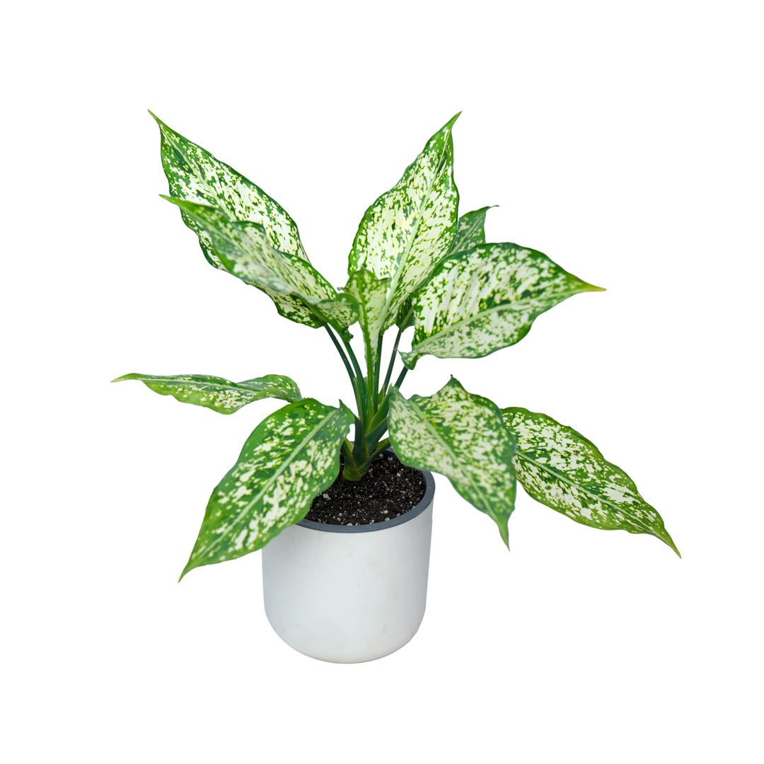 aglaonema snow plant, best indoor plant, indoor plant online, new online indoor plant,  buy online fresh indoor plants
