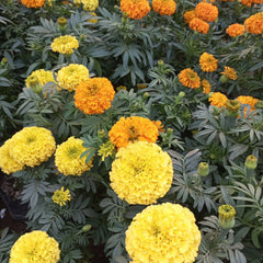 Marigold Multicolor Plant