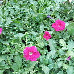 Petunia Plant