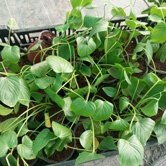 Philodendron Hosta Plant