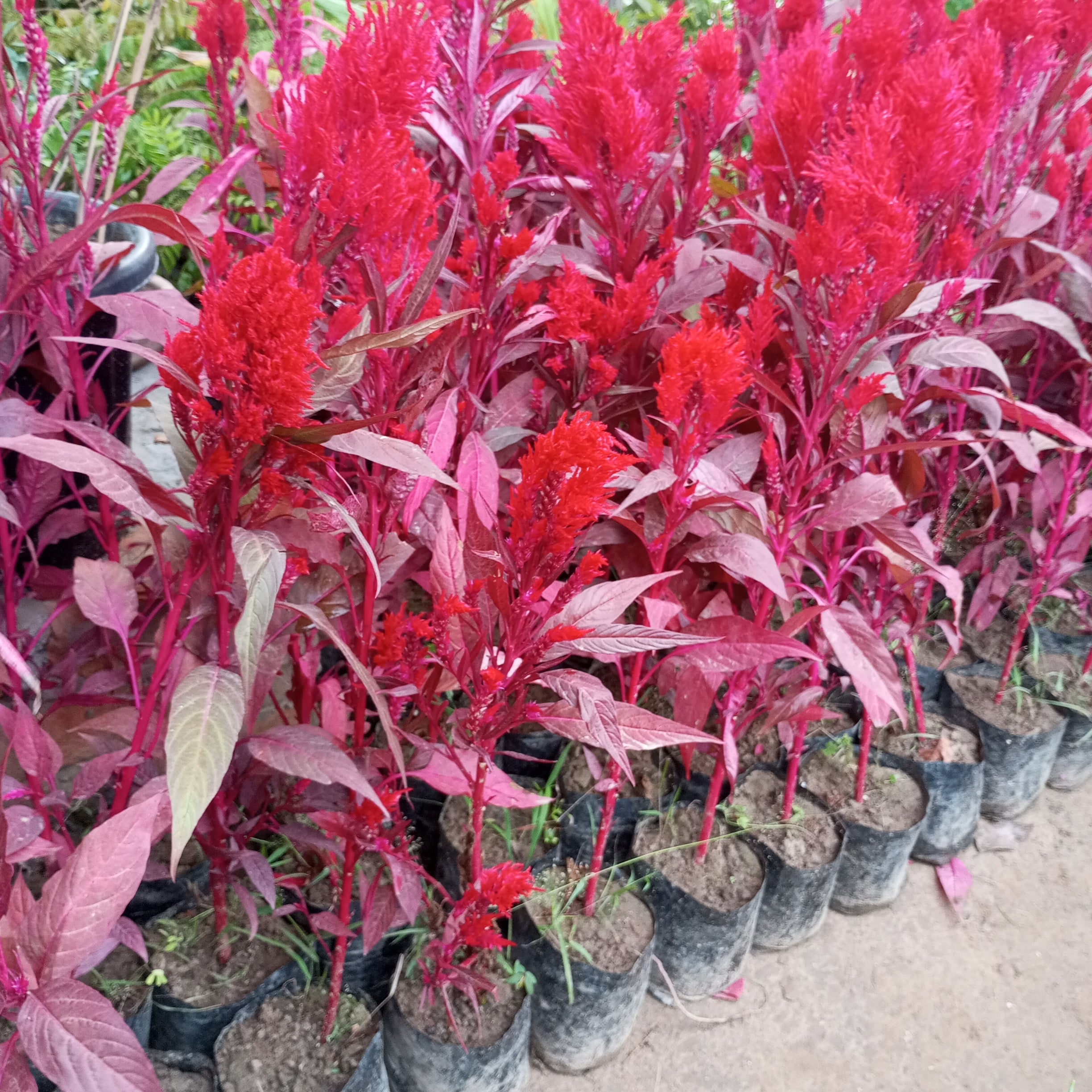 Celosia Red Plant Online: Transform your garden, Buy vibrant Celosia online for enduring color