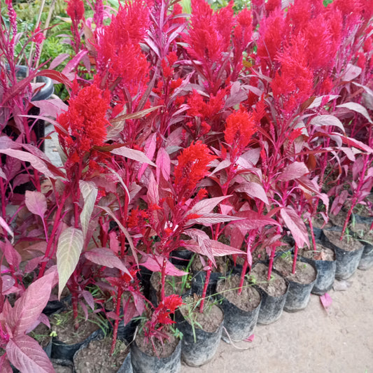 Elevate your space with premium Red Celosia, Explore online excellence with Celosia Red blooms, Transform your garden with vibrant online Celosia