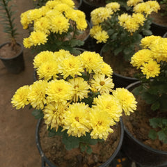 Chrysanthemum / Guldavari Flower Plant