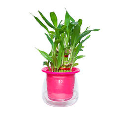 Elevate plant care with premium Conic Self-watering, available online