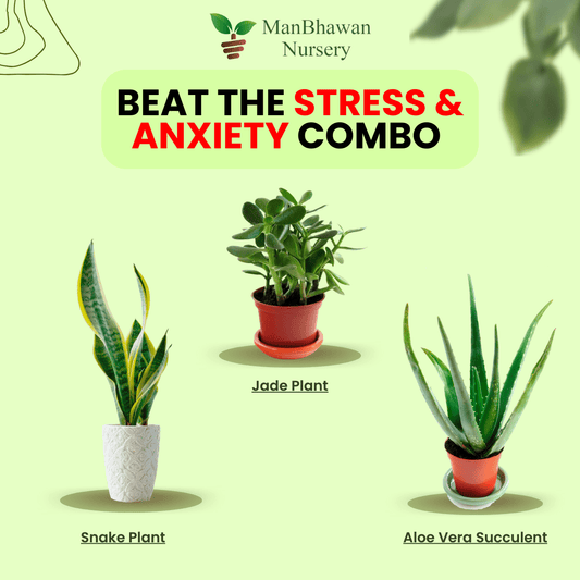 Beat The Stress & Anxiety Combo - Snake Plant Golden, Jade Plant, Aloe Vera Succulent