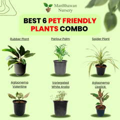 Best 6 Pet Friendly Plants Combo