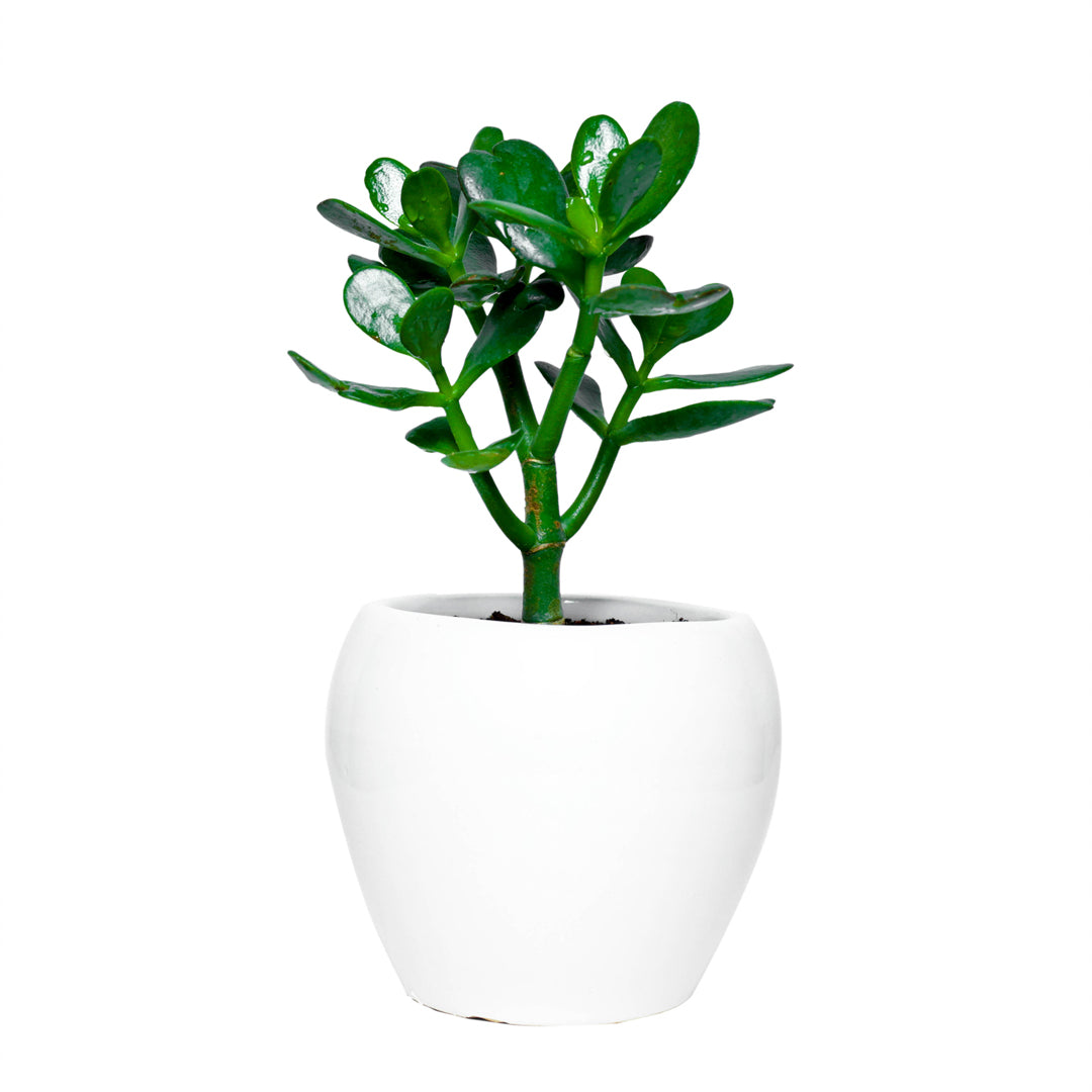  Buy Crassula ovata in an apple-shaped ceramic pot online, 