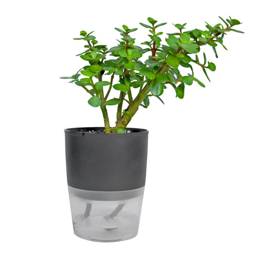Purchase Jade Plant Gift in Labello Self-Watering Pot: Succulent Present, Buy Jade Plant in Labello Self-Watering Pot: Botanical Gift Option