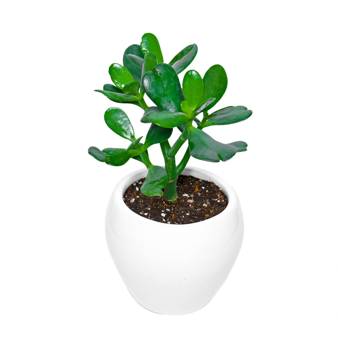 buy online crassula ovata plant at lowest price