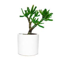 Chic and unique: Buy Crassula ovata Gollum in a ceramic pot online. Elevate your space with style and greenery. A distinctive succulent statement for your home