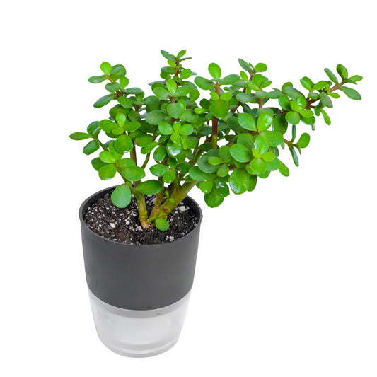 Obtain Jade Plant Gift in Labello Pot: Self-Sustaining Greenery Purchase, Shop for Jade Plant Gift in Self-Watering Pot: Online Botanical Present, Acquire Jade Plant Gift in Labello Pot: Virtual Succulent Gift, 