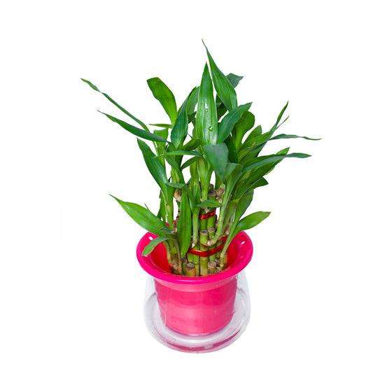3 Layer Lucky Bamboo Plant Gift in Conic Self Watering Pot
