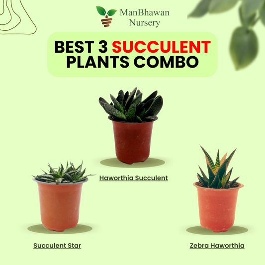Best 3 Succulent Plant Combo - Succulent Star, Zebra Haworthia & Haworthia Succulent