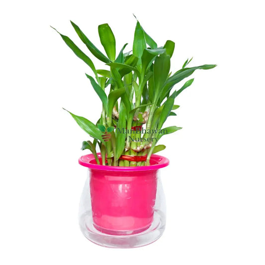 3 Layer Lucky Bamboo Plant Gift in Conic Self Watering Pot