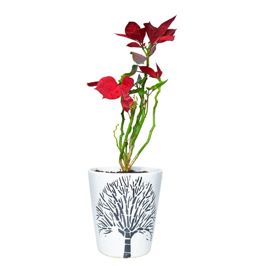 Poinsettia Plant in Bucket Shaped Designer Ceramic Pot