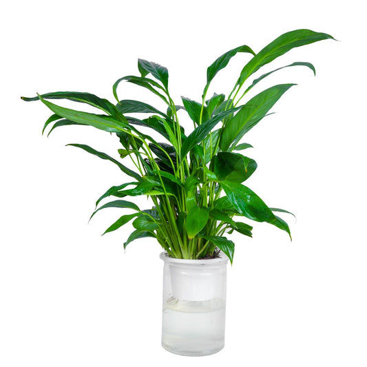 Water Plant Peace Lily