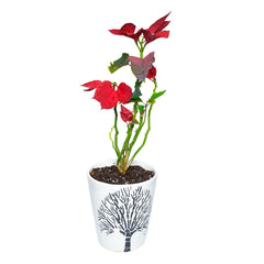 Poinsettia Plant in Bucket Shaped Designer Ceramic Pot