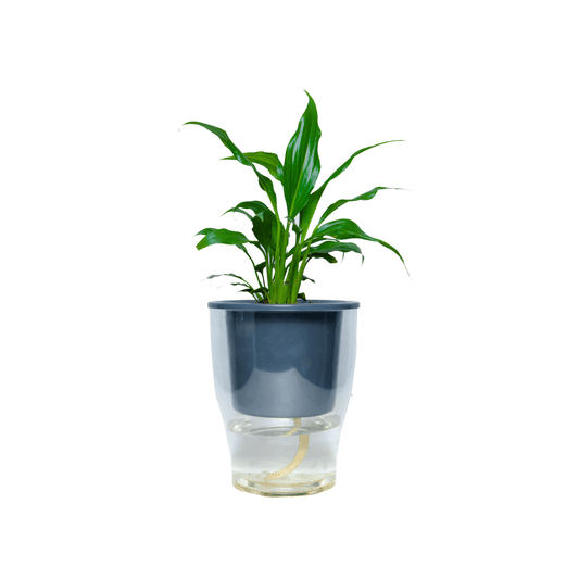 Peace Lily Plant Gift in Transparent Self Watering Pot