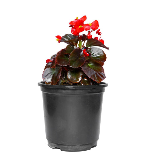 red begonia flower plant, buy online begonia plant, begonia red plant on sale, new best begonia plant, online indoor plants, live plant store near you, flower plants store near me