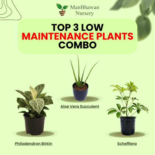 Best 3 Low Maintenance Plant Combo - Philodendron Birkin, Schefflera , Aloe Vera Succulent