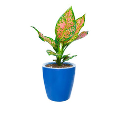 Aglaonema Valentine Plant in Vistara Self Watering Pot