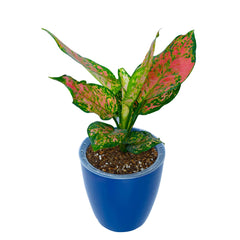 Aglaonema Valentine Plant in Vistara Self Watering Pot