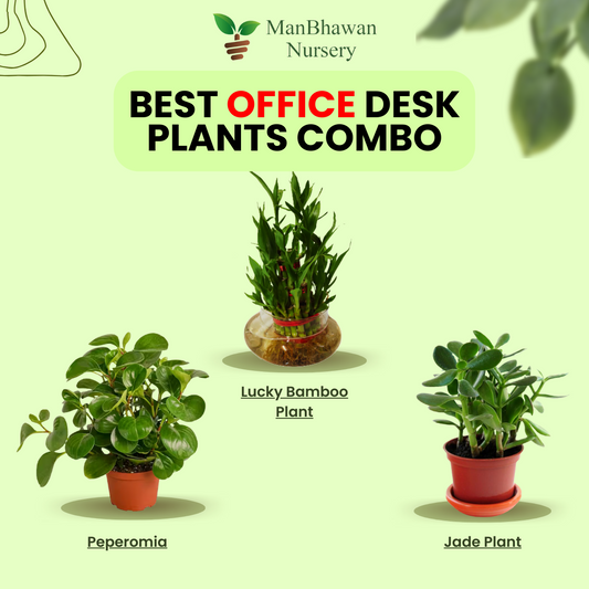 3 Best Office Table Combo - Peperomia, Jade & Lucky Bamboo Plant