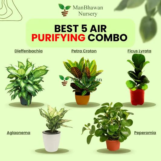 5 Best Air Purifying Plants Combo - Dieffenbachia Petra Croton Ficus Lyrata Aglaonema Peperomia