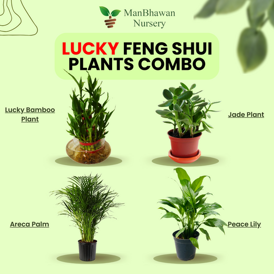 Lucky Feng Shui Plants Combo - Areca palm, Jade, Peace Lily, Lucky Bamboo Plant