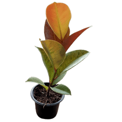 Rubber Plant Variegated