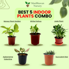 Best 5 Indoor Plant Combo - Money Plant Golden, Jade, Aglaonema Valentine, White Pothos, Succulent Star