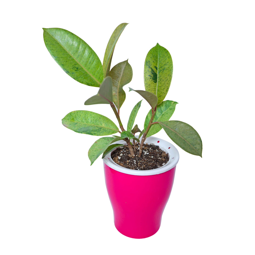 Elevate plant care with premium Cone Self-watering, available online