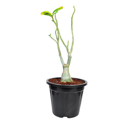 Adenium Grafted Plant, best desert rose plant, new adenium grafted plant, buy online adenium grafted plant, indoor plant for home