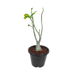 best indoor plants, online adenium grafted plant, new online desert rose plant, shop for best desert rose