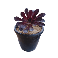 Aeonium Black Rose Succulent Plant