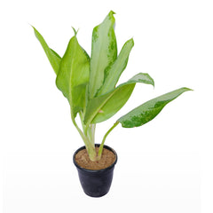 Aglaonema Green Plant