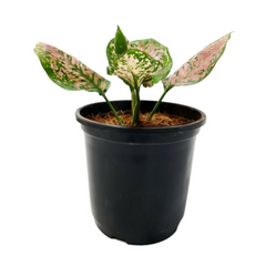 Best 5 Indoor Plant Combo - Money Plant Golden, Jade, Aglaonema Valentine, White Pothos, Succulent Star