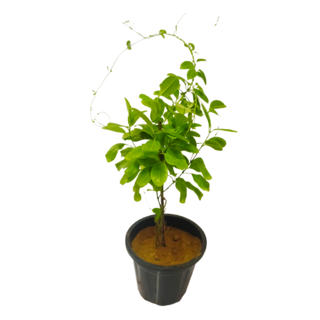 buy online bel plant, alamanda bel for garden, buy online plants 