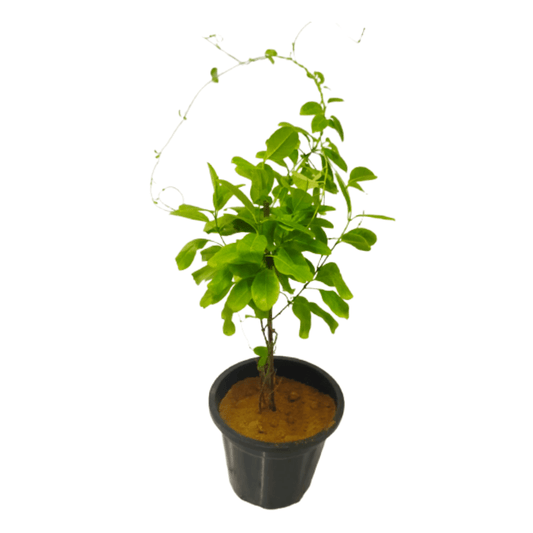 Buy Allamanda Creeper - Pentalinon Luteum / Alamanda Bel โ Flower plant online at Limkrt India