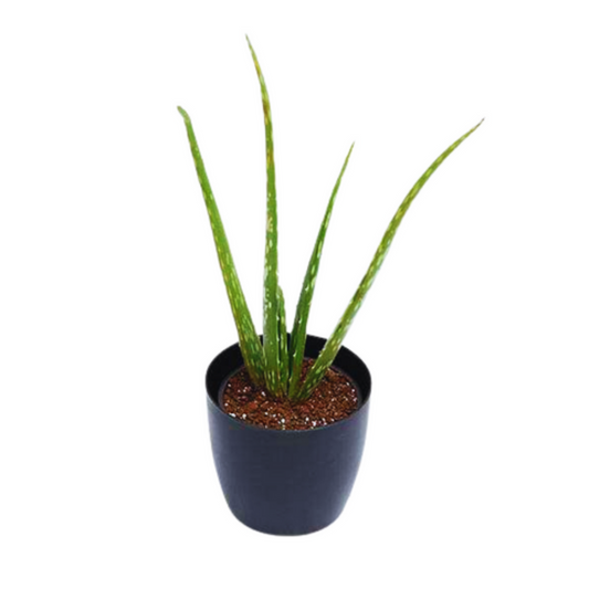Best 3 Low Maintenance Plant Combo - Philodendron Birkin, Schefflera , Aloe Vera Succulent
