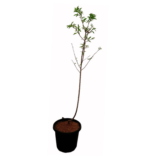 aloo bukhara plum plant online, buy online aloo bukhara plant, best nursery for plant in noida