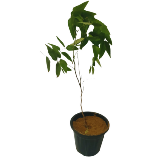 best medicine plant, best ayurvedic plants online, online amaltas plants, medicinal plant