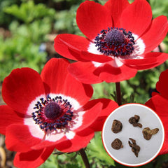Anemone Flower, buy online anemone flower, online anemone red plants