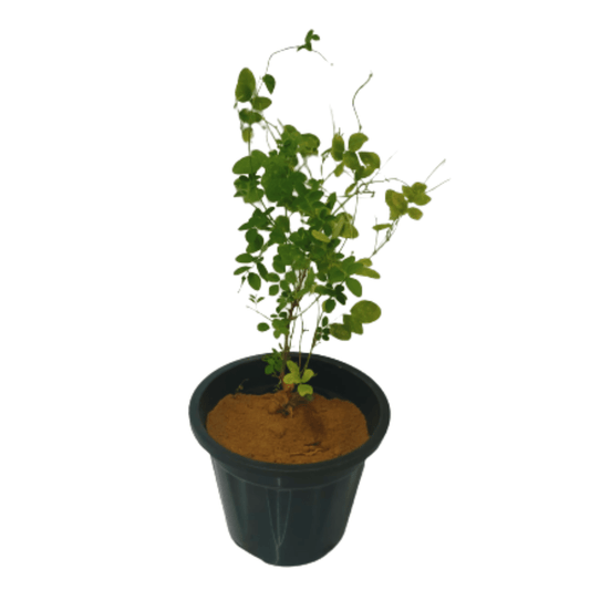 buy online aparajita plant, best plant store in noida, nursery in delhi, buy online plants 